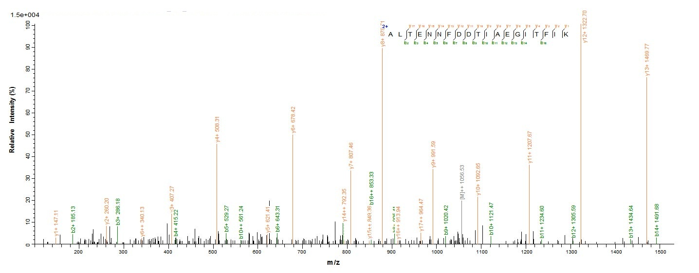 Human TXNDC5 protein