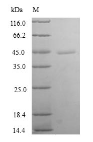 Human TXNL4B protein