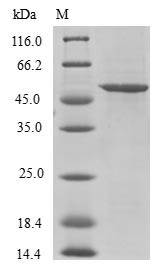 Human U2AF1L4 protein