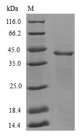 Human GABARAPL1 protein
