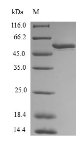 Human MEOX1 protein