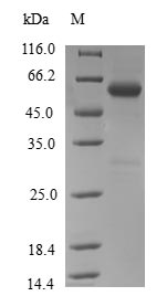 Human OSGEP protein