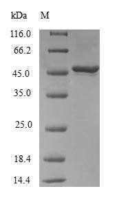 Human RAB31 protein