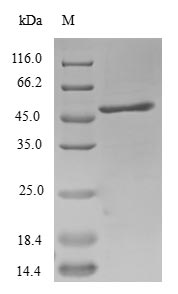 Human SCAND1 protein