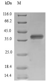 Human SUPT4H1 protein