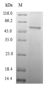 Human TAF11 protein