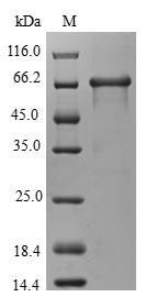 WDR45 protein
