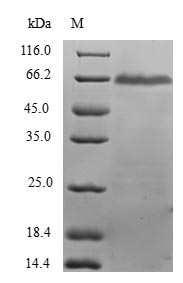 Human DHDDS protein
