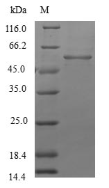 Human LFNG protein