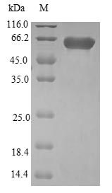 Human PLEKHF2 protein