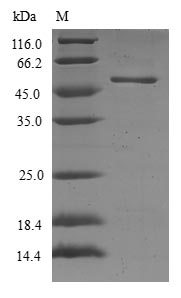 Human RAB17 protein