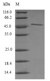 Human RAC3 protein