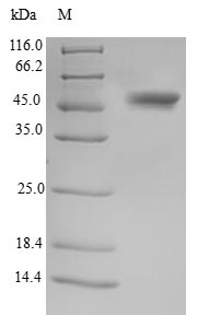 Human TSSK3 protein