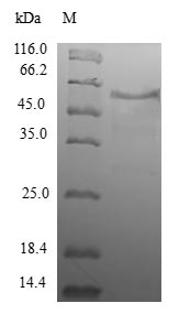 Human WDR38 protein