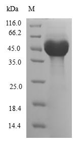 Human ARL6 protein
