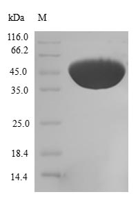 Human CFL2 protein
