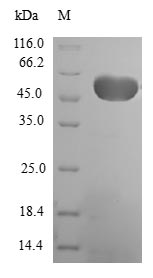 Human EEF1B2 protein