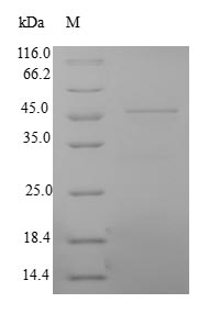 Human MYL3 protein
