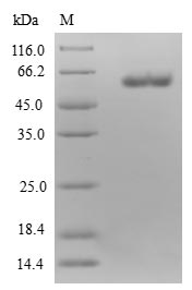 Human ETFA protein