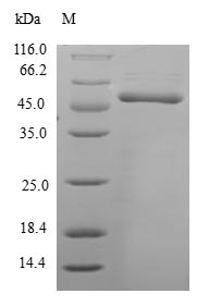 Human HCCS protein