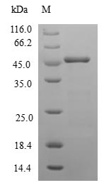 Human NCALD protein