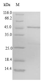 Human CHIC2 protein