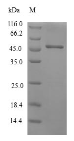 Human CRYGS protein