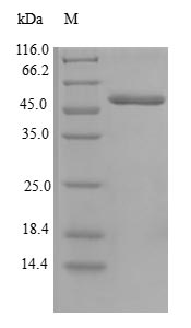 Human CENPH protein