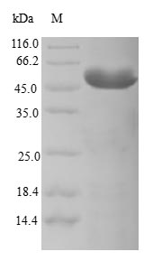 Human CENPK protein