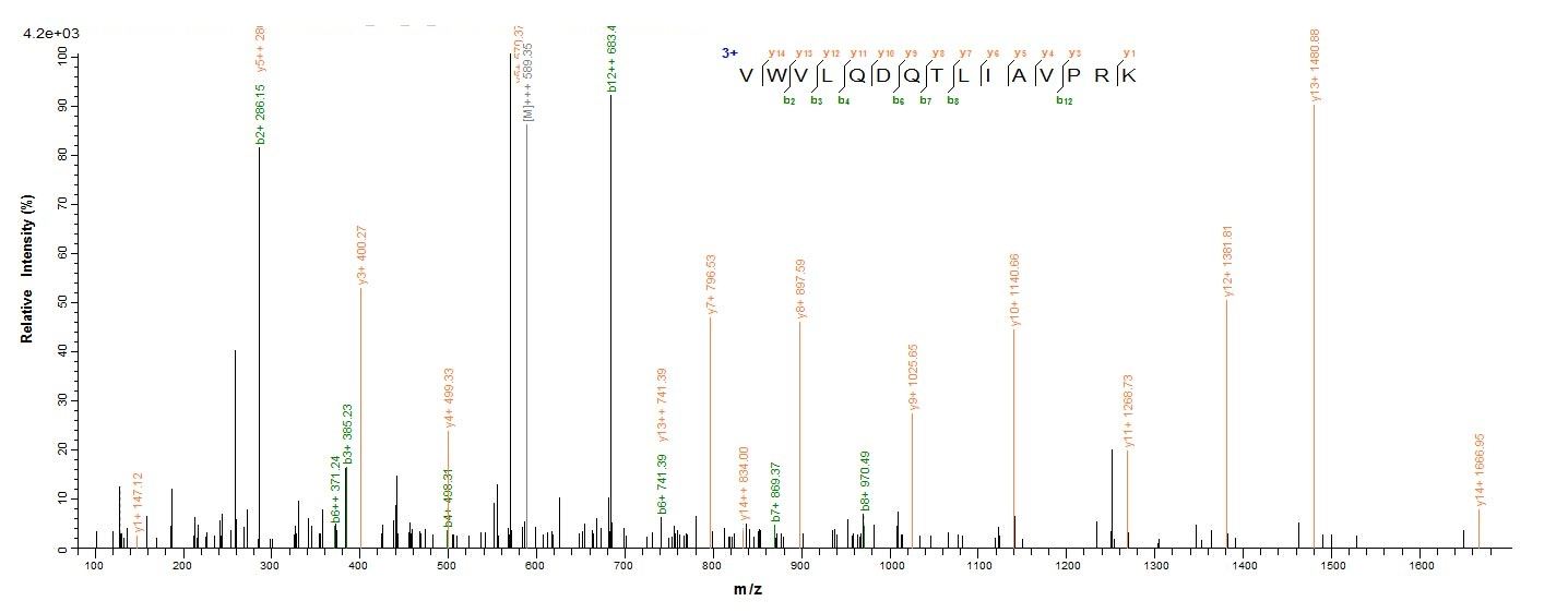 Human IL36A protein