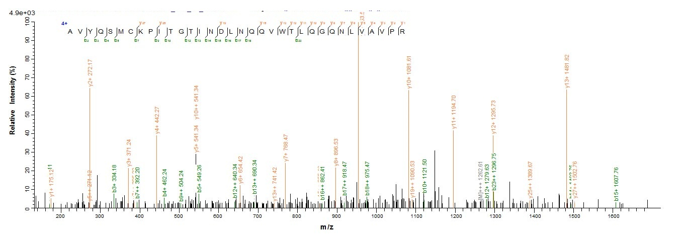 Human IL36G protein