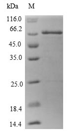 Human MRPS22 protein