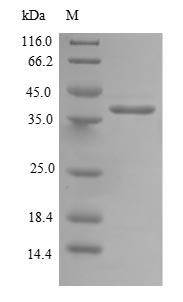 Human DNAJC19 protein