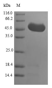 Human GRPEL1 protein