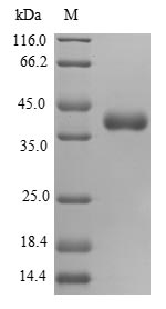Human MRPS16 protein