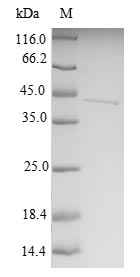 Human MRPS6 protein