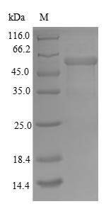 Human TOMM34 protein