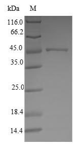 Human ATP5H protein