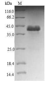 Human NDUFA12 protein