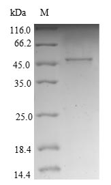 Human NDUFB10 protein