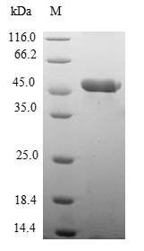 Human MYL7 protein