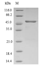 Human RAP2B protein