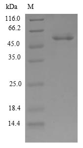 Human CPSF4 protein
