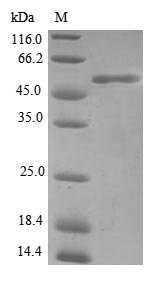 Human FHL3 protein