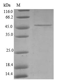 Human TIMM23 protein