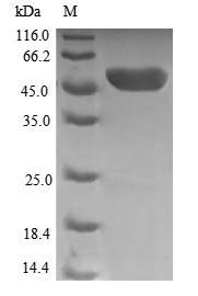 Human TPK1 protein