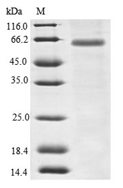 Human PDE4DIP protein