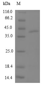 Human MRPL12 protein