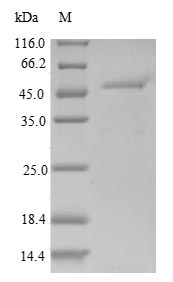 Human RGS10 protein