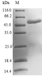 Human MOCS2 protein